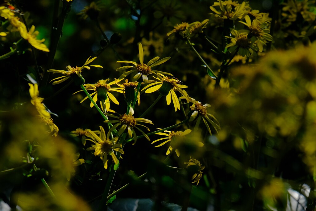 散歩の途中で。5