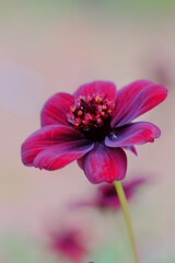 チョコレートコスモス