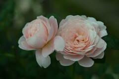 薔薇-5