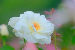 散歩の途中で。