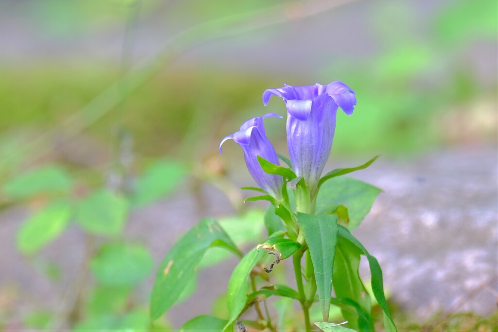 散歩の途中で。8