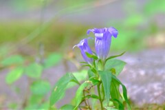 散歩の途中で。8