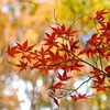 紅葉-3