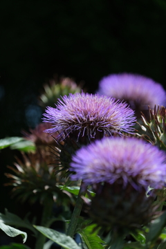 散歩の途中で。