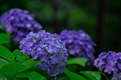 散歩の途中で。Ⅸ