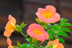 散歩の途中で。②