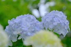 散歩の途中で。②