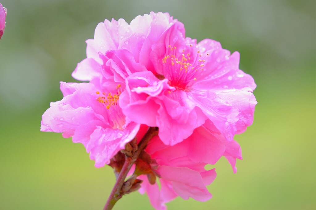 散歩の途中で。6