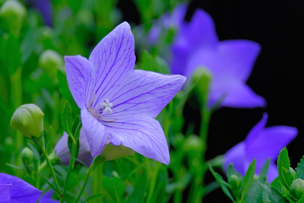 散歩の途中で。１０