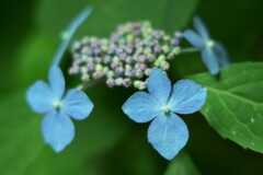 紫陽花-3