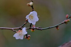 散歩の途中で。5