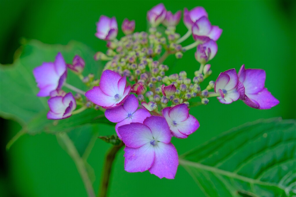 紫陽花-4