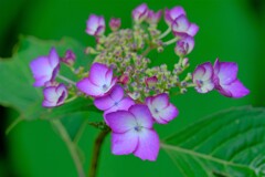 紫陽花-4