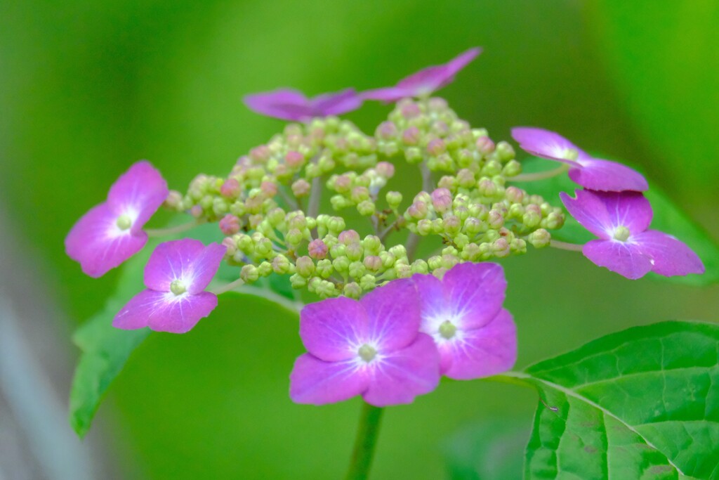 紫陽花（７）