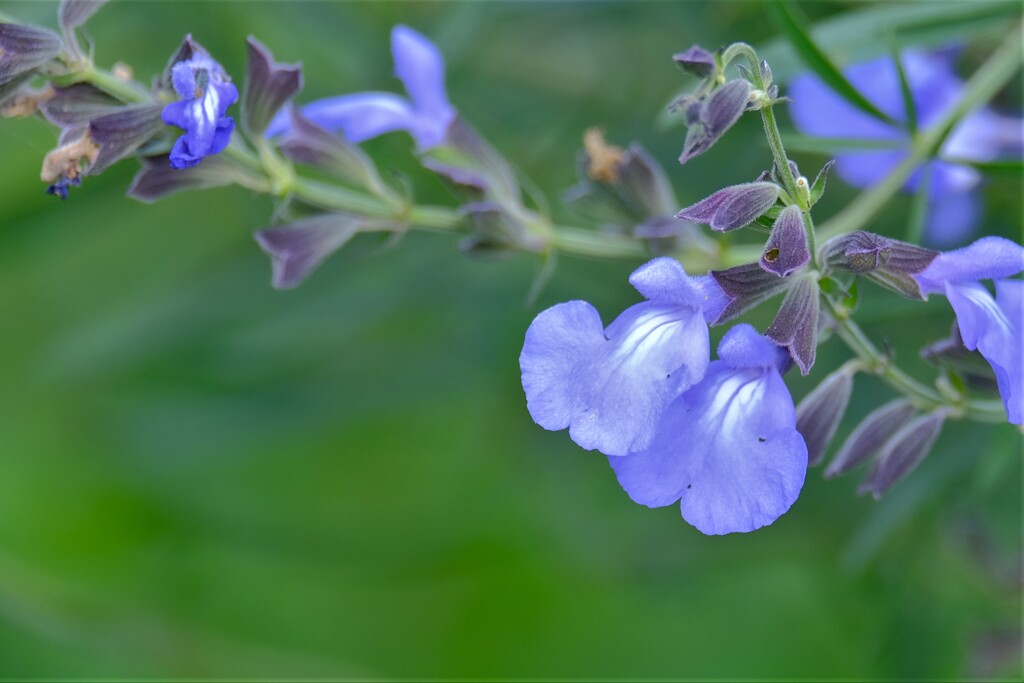 散歩の途中で。④
