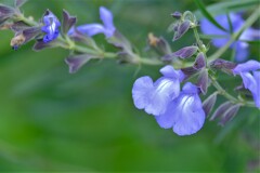 散歩の途中で。④