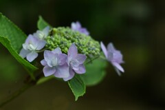 紫陽花-3