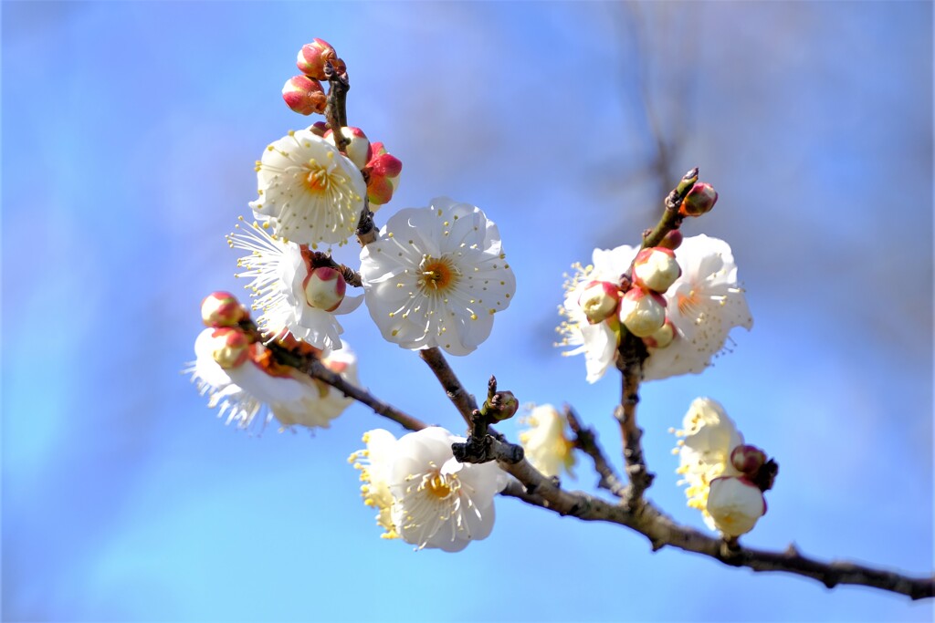 散歩の途中で。④