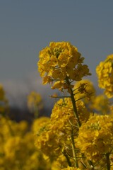 菜の花