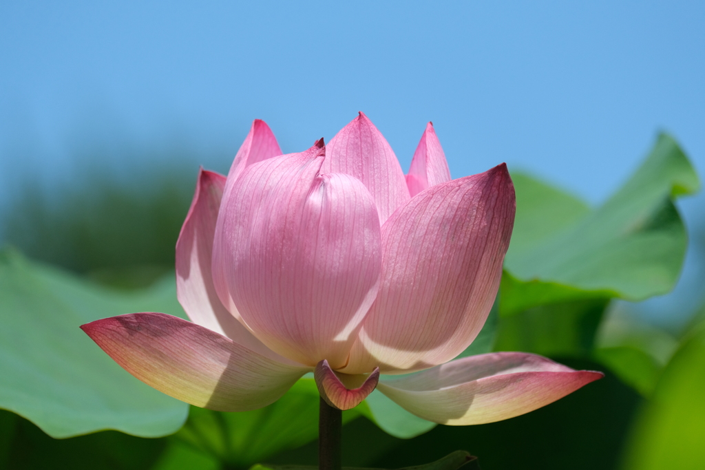 散歩の途中で。