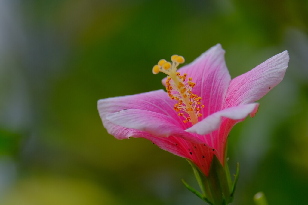 散歩の途中で。3