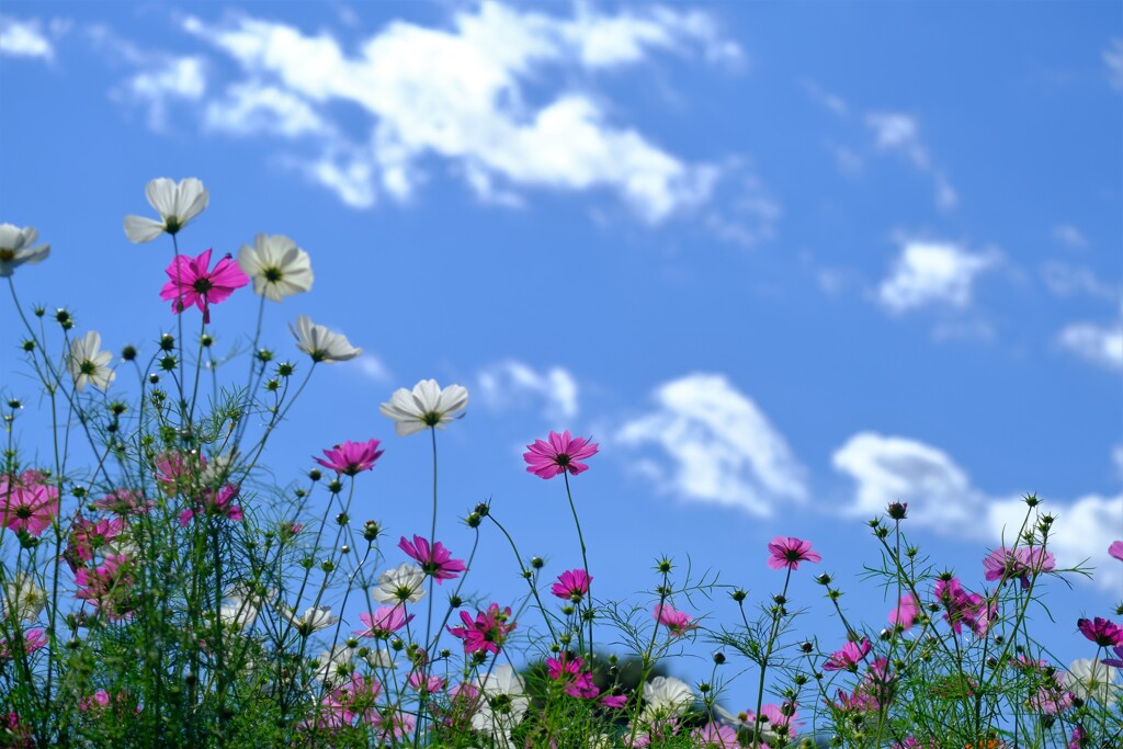 散歩の途中で。Ⅲ