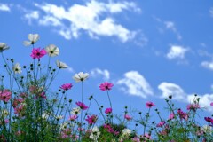 散歩の途中で。Ⅲ