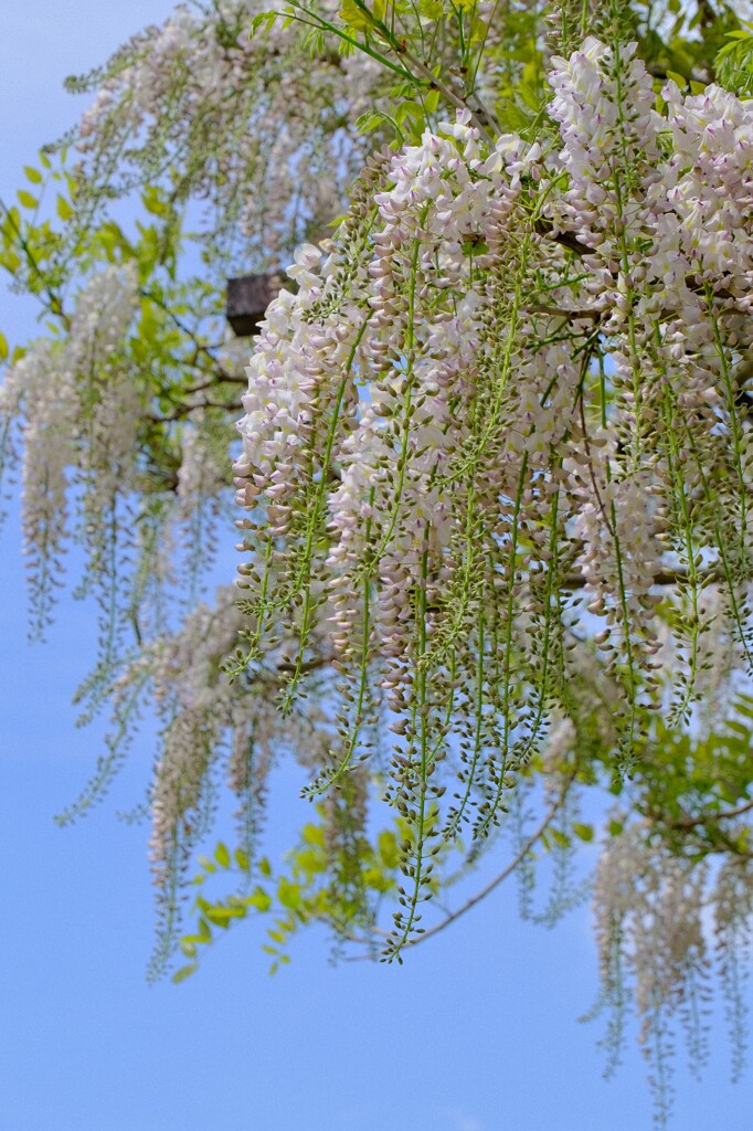 散歩の途中で。Ⅴ