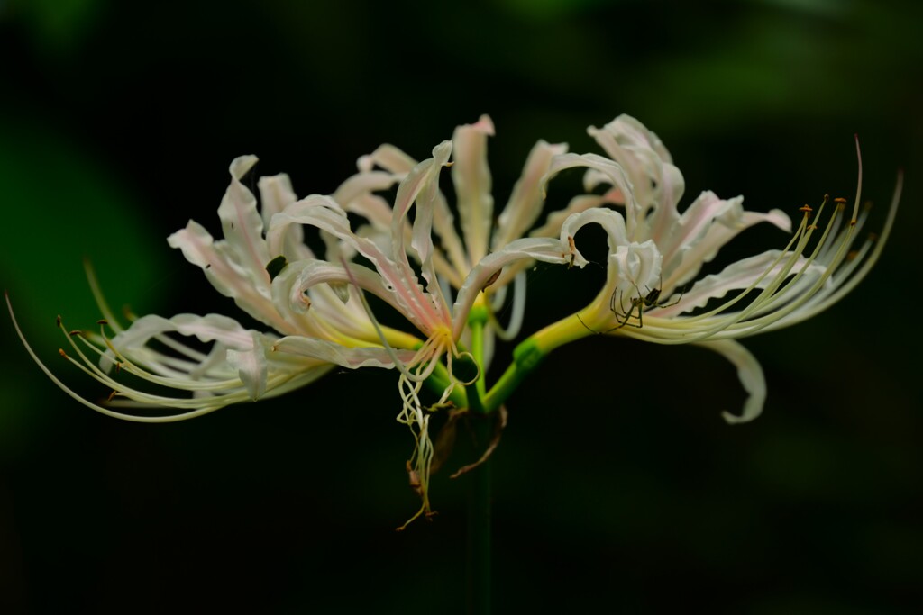 ヒガンバナ（２）