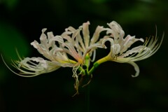 ヒガンバナ（２）