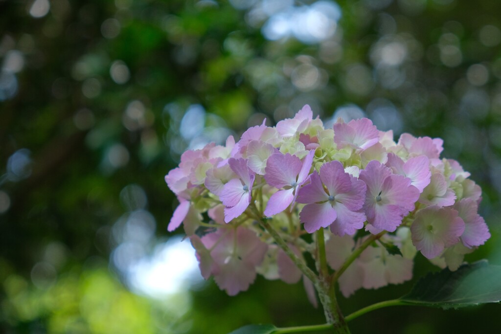 散歩の途中で。