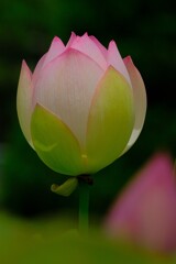 散歩の途中で。⑩