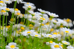 久しぶりの散歩(36)