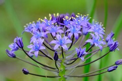 シラーぺルビアナ