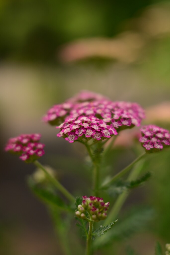 西洋ノコギリソウ