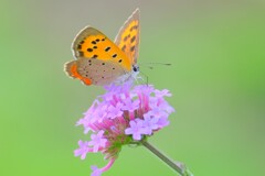 散歩の途中で。