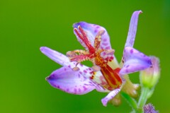 散歩の途中で。①