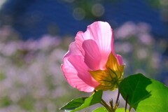 散歩の途中で。１