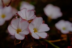 散歩の途中で。７