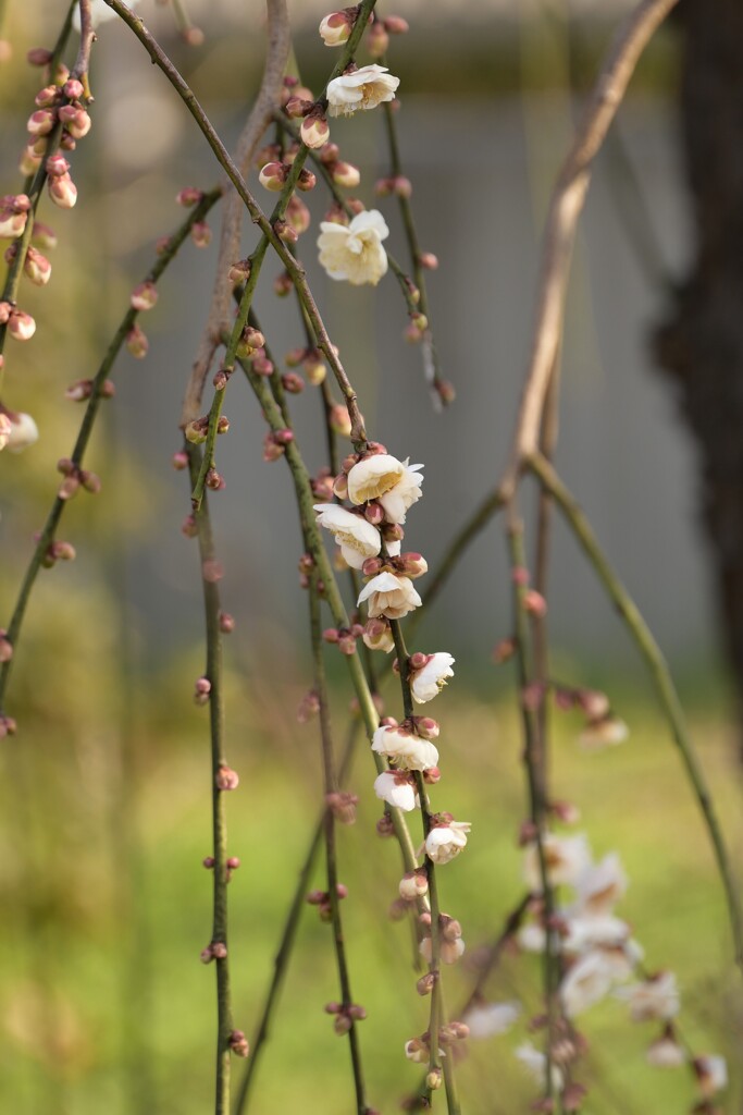 枝垂れ梅