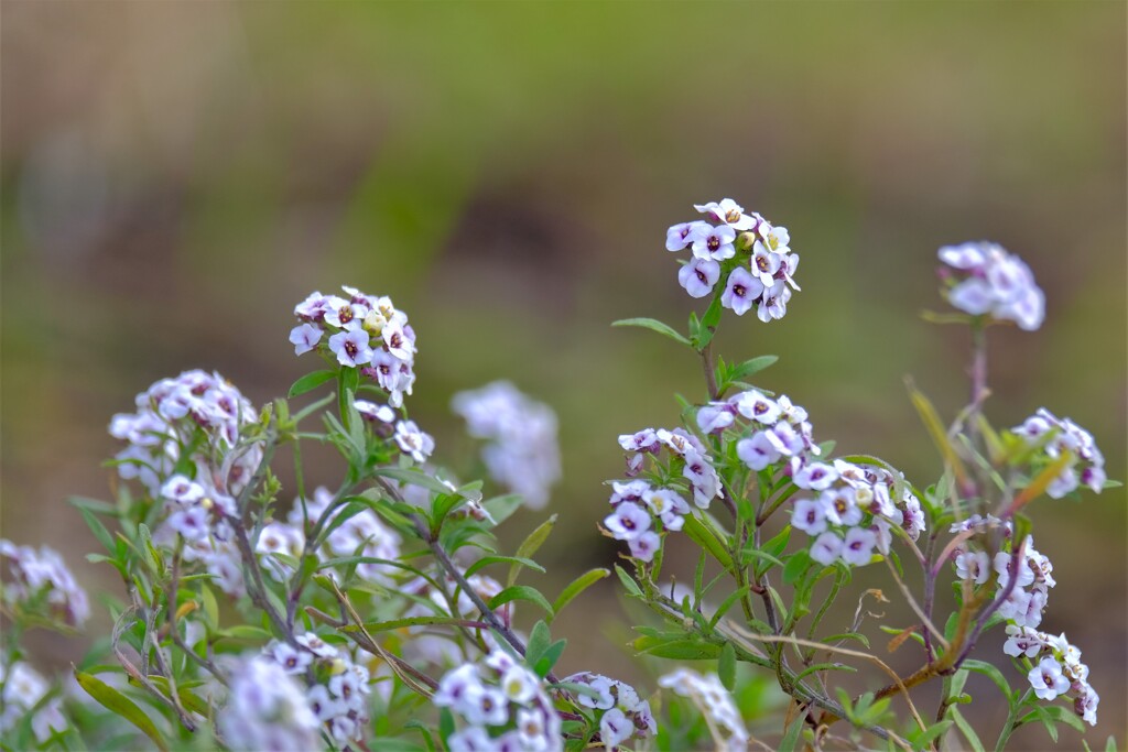 散歩の途中で。Ⅶ