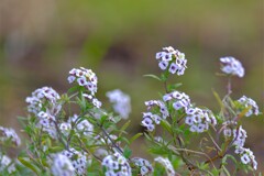 散歩の途中で。Ⅶ