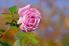 散歩の途中で。11