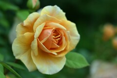 薔薇-1