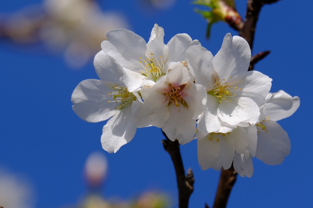 大島桜