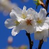 大島桜