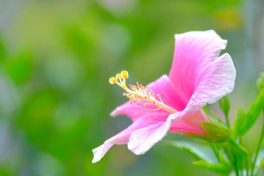 ハイビスカス
