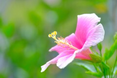 ハイビスカス