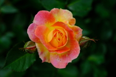 散歩の途中で。5