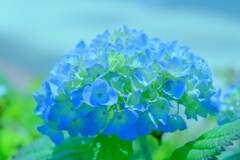 アジサイ（３）